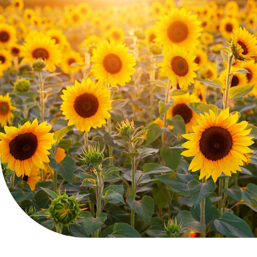 MRS Seeds & Mixtures Zomerbloemenmengsel Hoog - Meerjarig