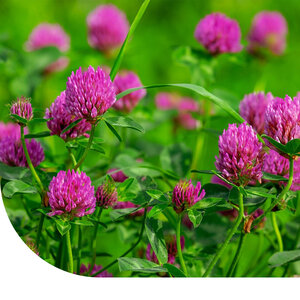 MRS Seeds & Mixtures Rode Klaver  -  Trifolium pratense