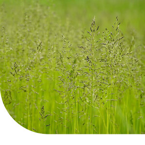 MRS Seeds & Mixtures Veldbeemdgras - Poa pratensis