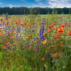 MRS Seeds & Mixtures Robuust Kruidenrijk Akkerrandmengsel