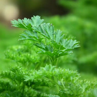 Peterselie - Petroselinum crispum