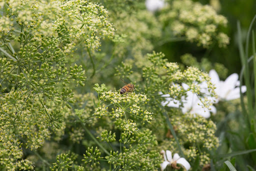 Peterselie bloei herkennen