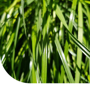 MRS Seeds & Mixtures Festulolium
