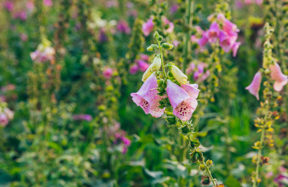 Onmisbare wilde bloemen voor je bloemenweide