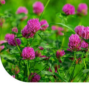 MRS Seeds & Mixtures Perzische Klaver