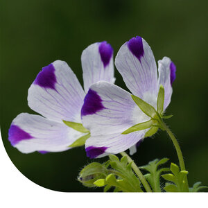 MRS Seeds & Mixtures Bosliefje 'Five Spot' - nemophila maculata