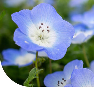 MRS Seeds & Mixtures Bosliefje  'Baby Blue Eyes'- Nemophila insignis