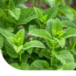 MRS Seeds & Mixtures Citroenmelisse - Melissa officinalis