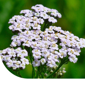 MRS Seeds & Mixtures Duizendblad -  Achillea millefolium MRS Seeds & Mixtures Duizendblad -  Achillea millefolium