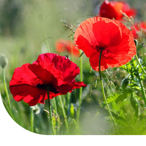 MRS Seeds & Mixtures Bijen & Hommelmengsel 1- en Meerjarig