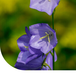 MRS Seeds & Mixtures Karpatenklokje - Campanula carpatica