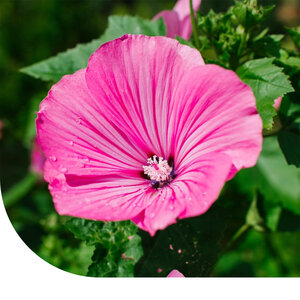 MRS Seeds & Mixtures Grootbloemige Lavatera 'Loveliness'