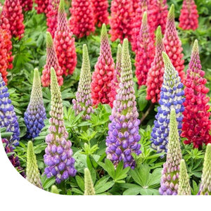 MRS Seeds & Mixtures Lupine - Lupinus Minarette mix MRS Seeds & Mixtures Lupine - Lupinus Minarette mix
