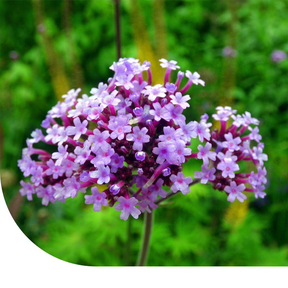 Stijf IJzerhard - verbena bonariensis Stijf IJzerhard - verbena bonariensis
