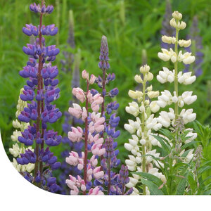MRS Seeds & Mixtures Vaste Lupine 'Russel's Hybrids'