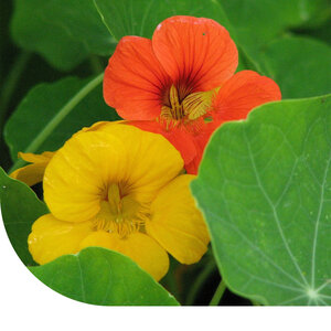 MRS Seeds & Mixtures Oost-Indische kers 'Tom Thumb' - Tropaeolum Majus Nanum