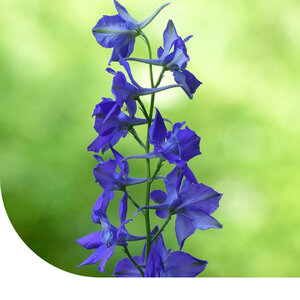 MRS Seeds & Mixtures Ridderspoor - Delphinium consolida MRS Seeds & Mixtures Ridderspoor - Delphinium consolida