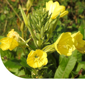MRS Seeds & Mixtures Grote Teunisbloem - Oenothera glazioviana