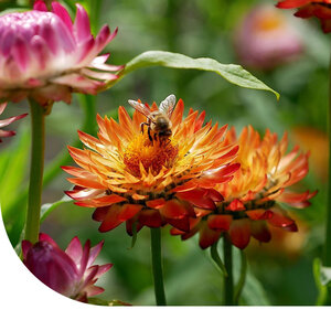 MRS Seeds & Mixtures Lage Strobloem 'Tom Thumb' gemengd -Helichrysum