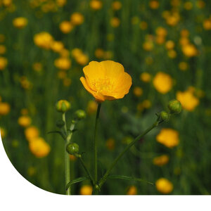 MRS Seeds & Mixtures Scherpe Boterbloem - Ranunculus acris
