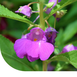 MRS Seeds & Mixtures Tuinbalsemien 'Tom Thumb' - Impatiens balsamina