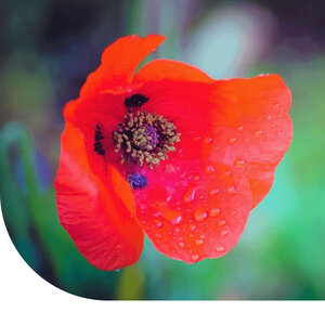 MRS Seeds & Mixtures Tulppapaver Klaproos - Papaver glaucum