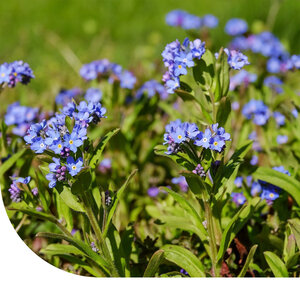 MRS Seeds & Mixtures Vergeet-mij-nietje - Myosotis Alpestris