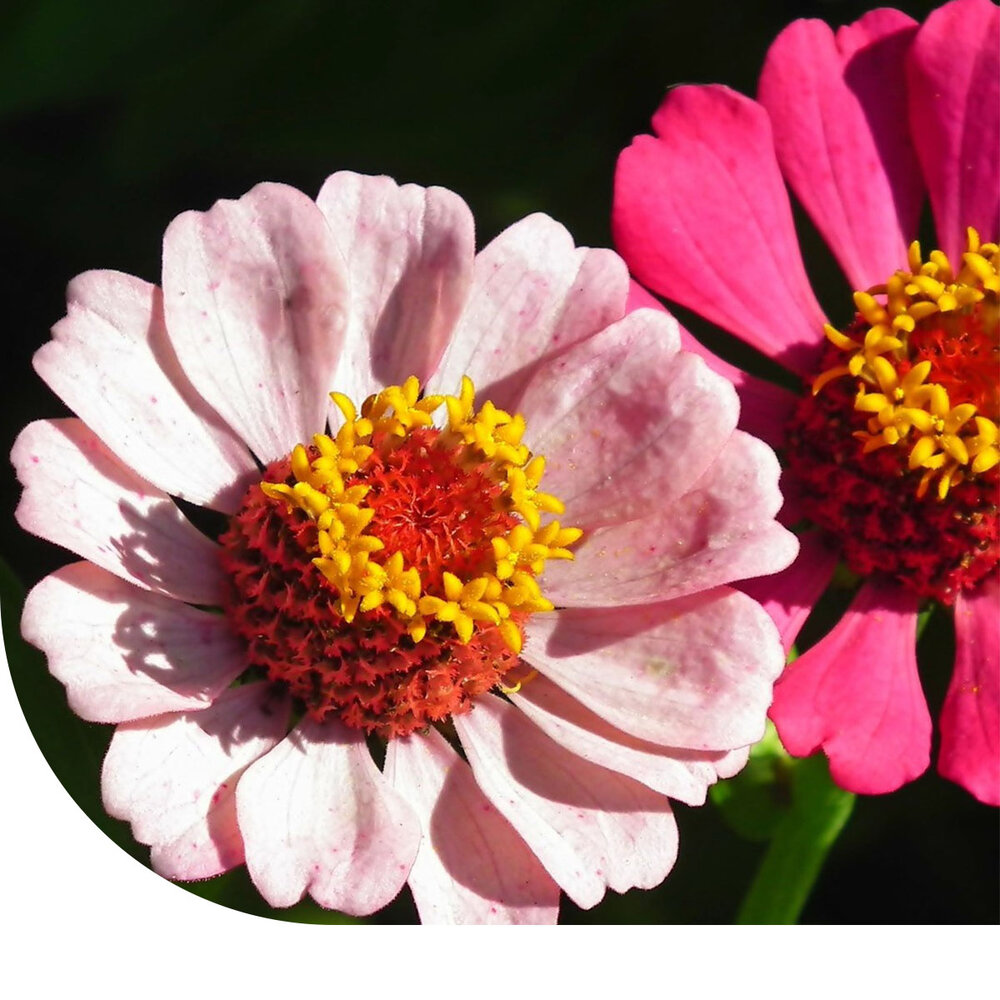 Zinnia elegans 'Thumbelina' (gemengd) Zinnia elegans 'Thumbelina' (gemengd)