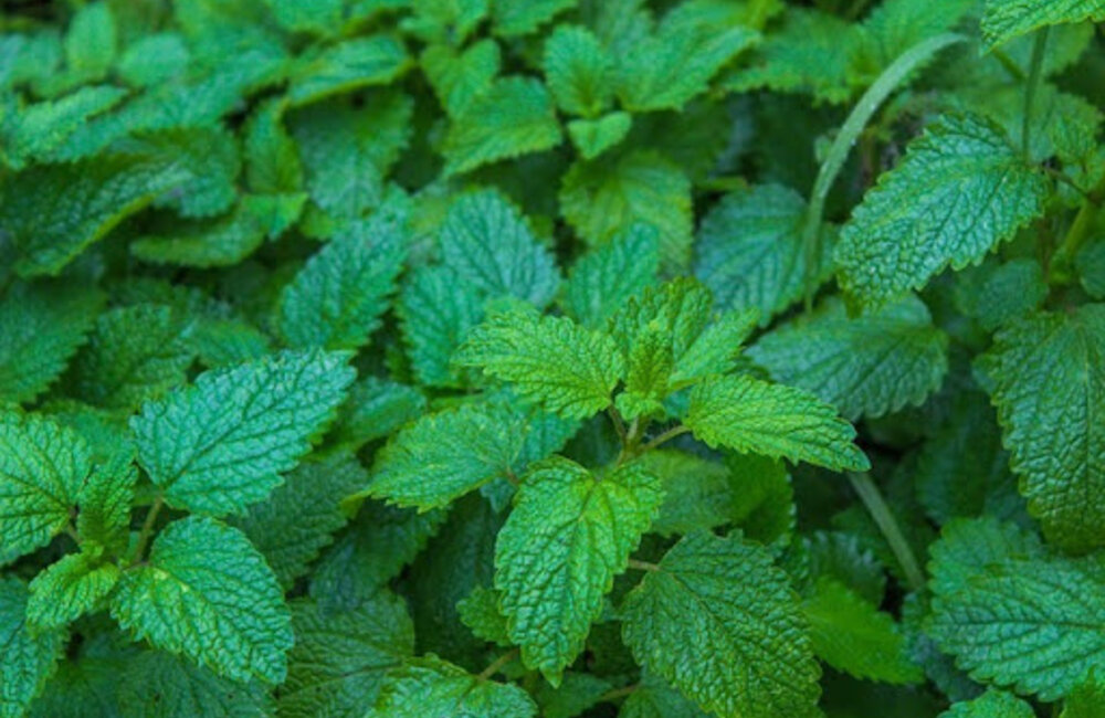 Citroenmelisse - Melissa officinalis