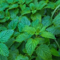 Citroenmelisse - Melissa officinalis