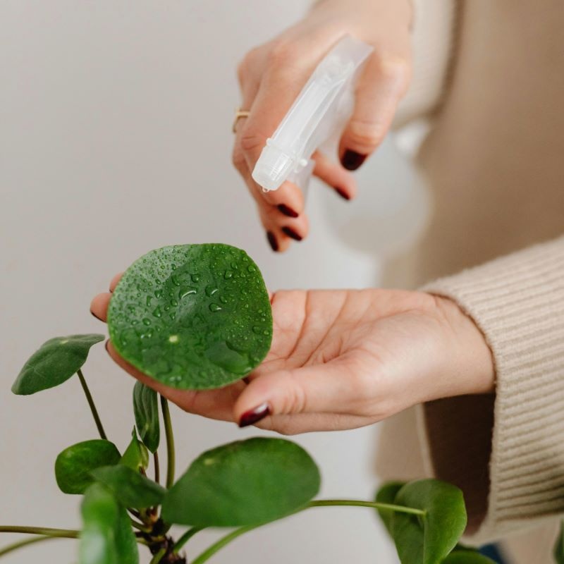 Bestrijding van Wolluis