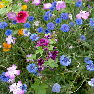 MRS Seeds & Mixtures Wildbloemenmengsel één- en meerjarig - 62 soorten