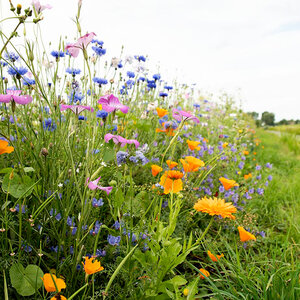 MRS Seeds & Mixtures Wildbloemenmengsel één- en meerjarig - 62 soorten