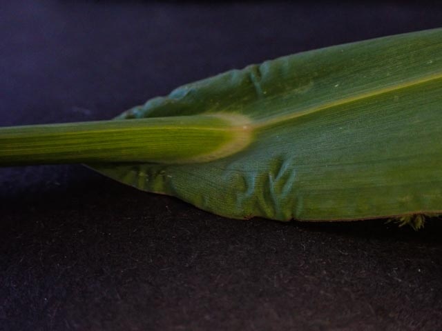 Hanenpoot bladstructuur