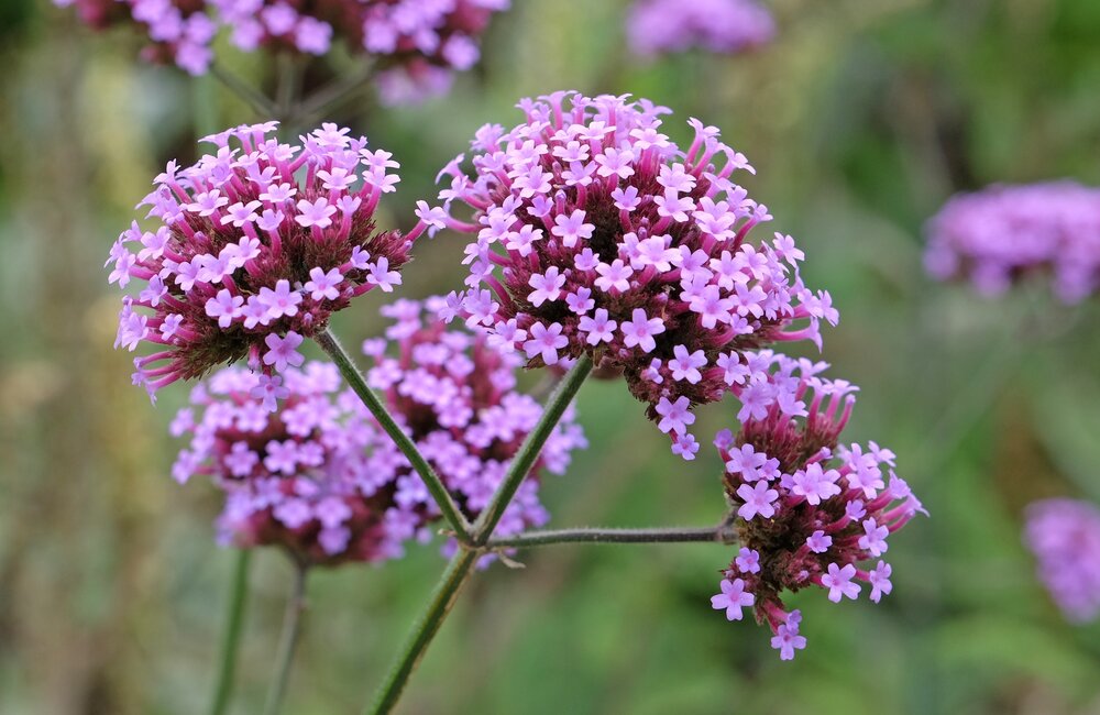 IJzerhard - Verbena bonariensis 