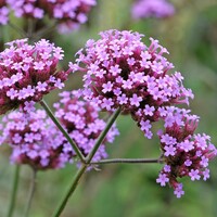 IJzerhard - Verbena bonariensis 
