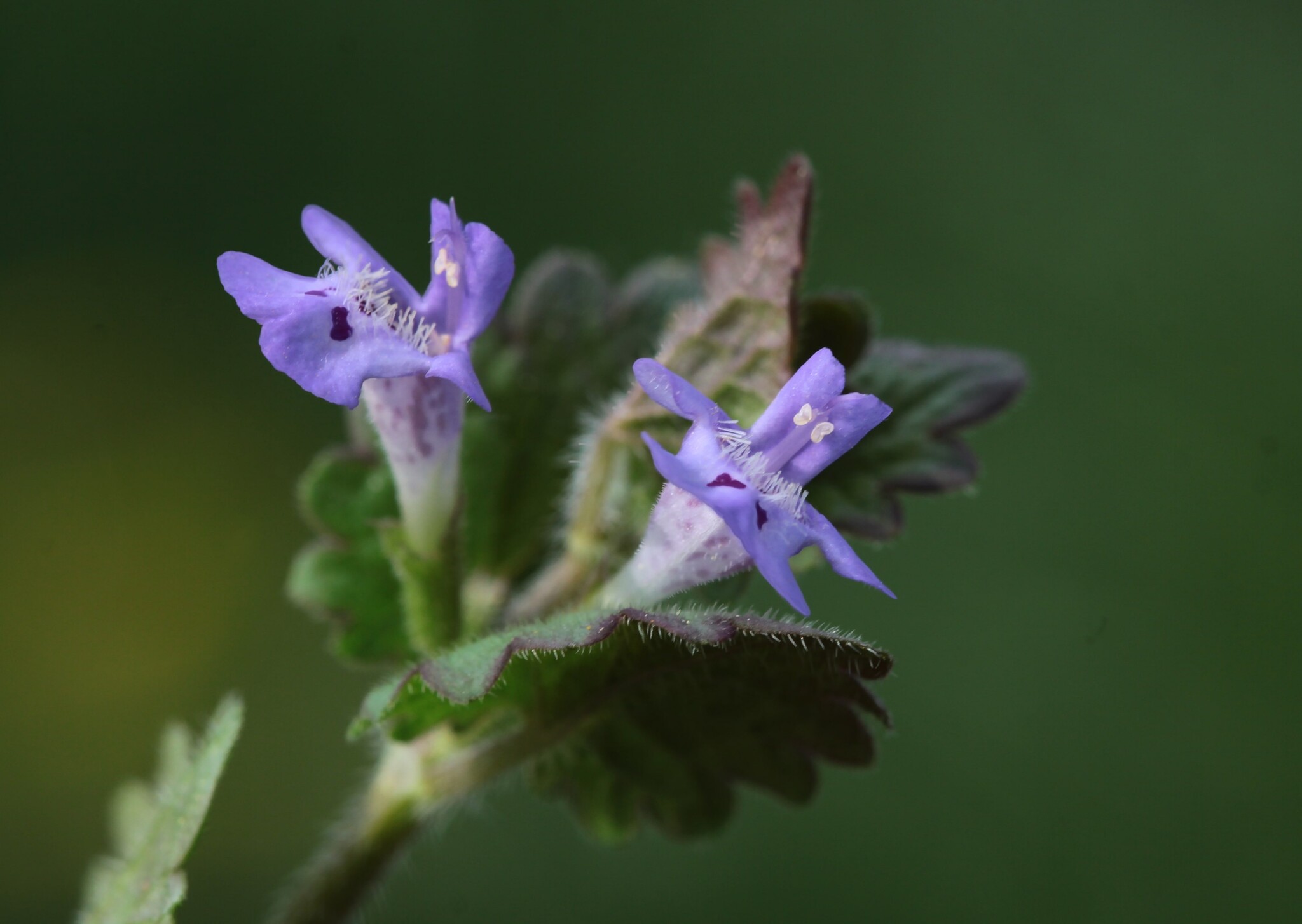hondsdraf paarse bloemen