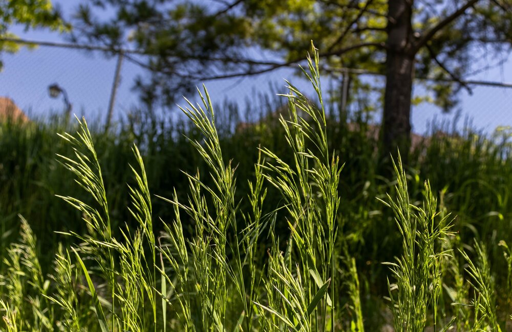 Rietzwenkgras - Festuca arundinacea