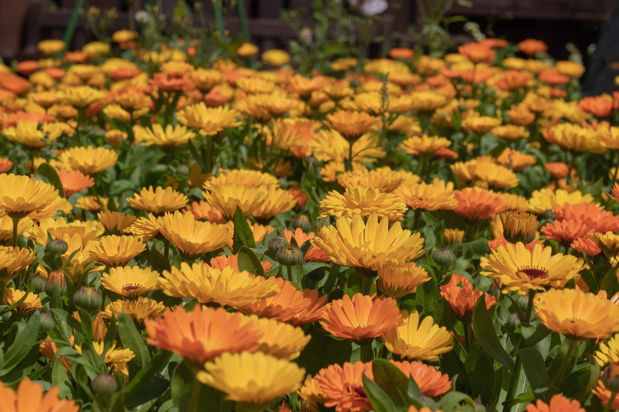 goudsbloem
