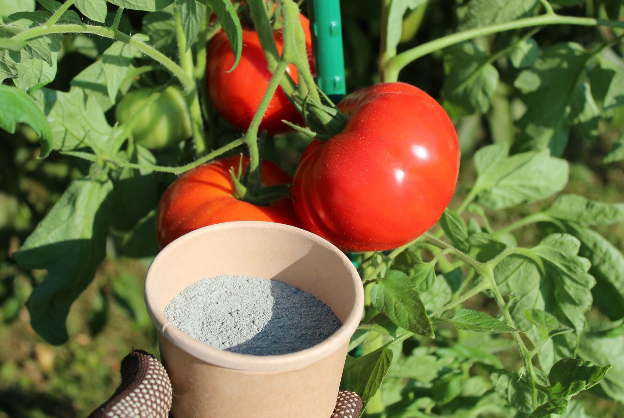 Lavameel in de moestuin