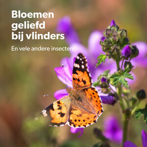 MRS Seeds & Mixtures Flower Bombs - Zaadbommen mix - Bedankt voor alles!