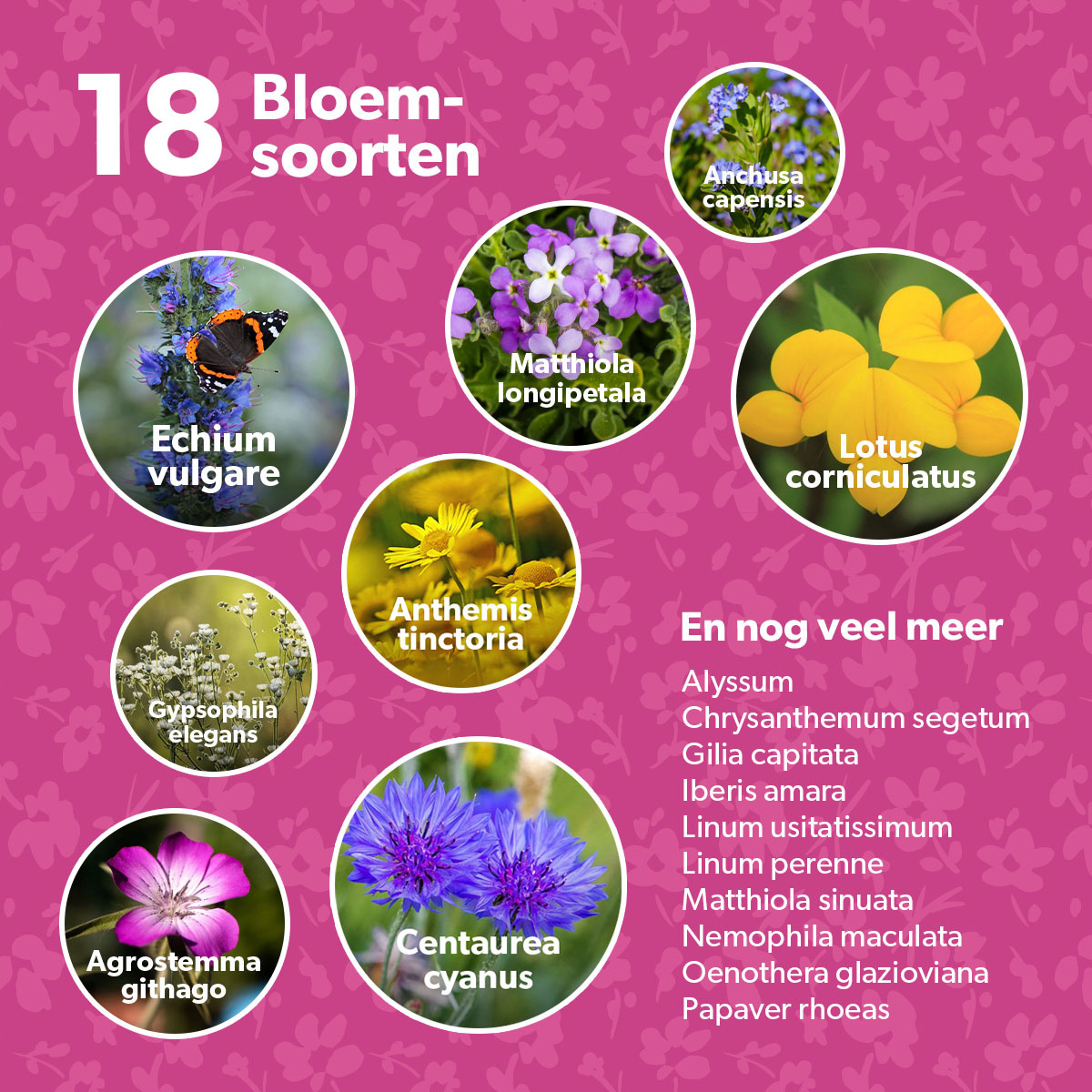 Bloemsoorten bloembommen