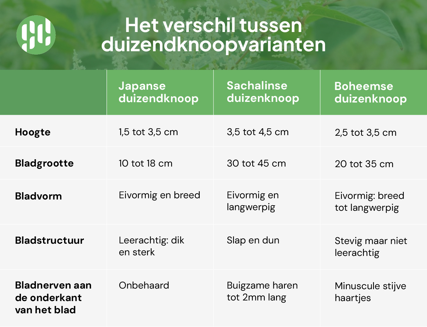 Verschil tussen duizendknoopvarianten