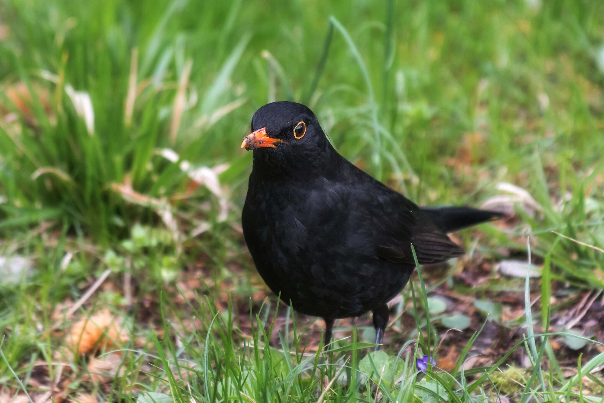 vogel eet graszaad op