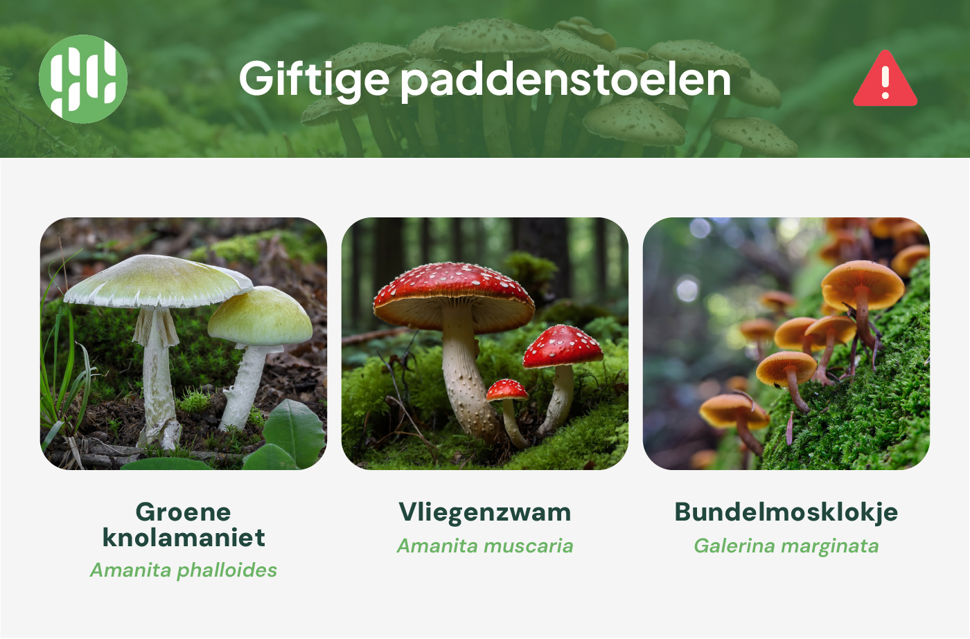 Giftige paddenstoelen