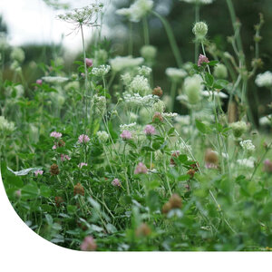 MRS Seeds & Mixtures Tuinkruidenmengsel Meerjarig
