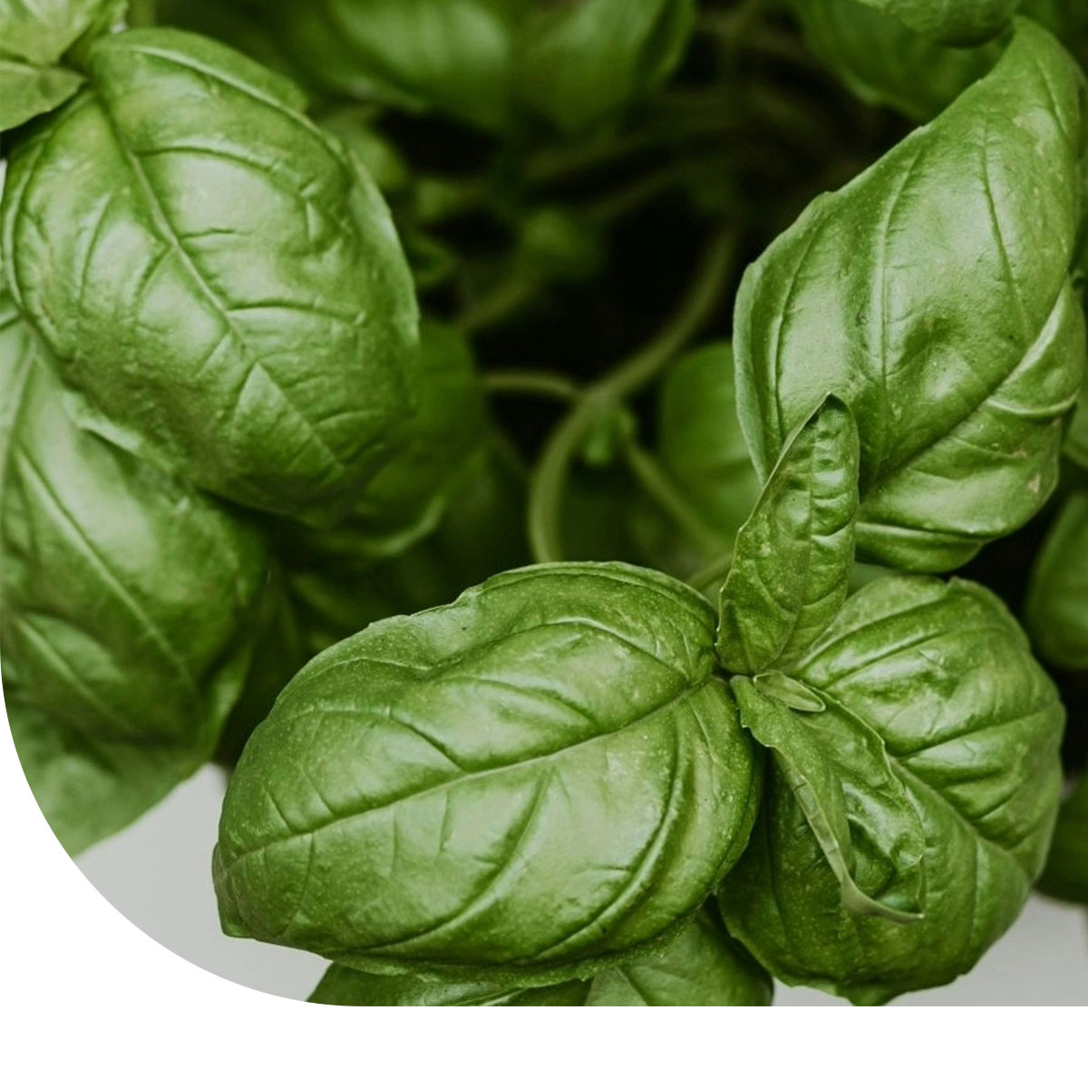 Semi Di Basilico Su Nastro - Miscela Trio Genovese, Lattuga E Opale Viola