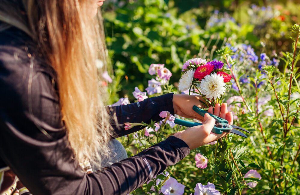 Populaire snijbloemen voor in de tuin