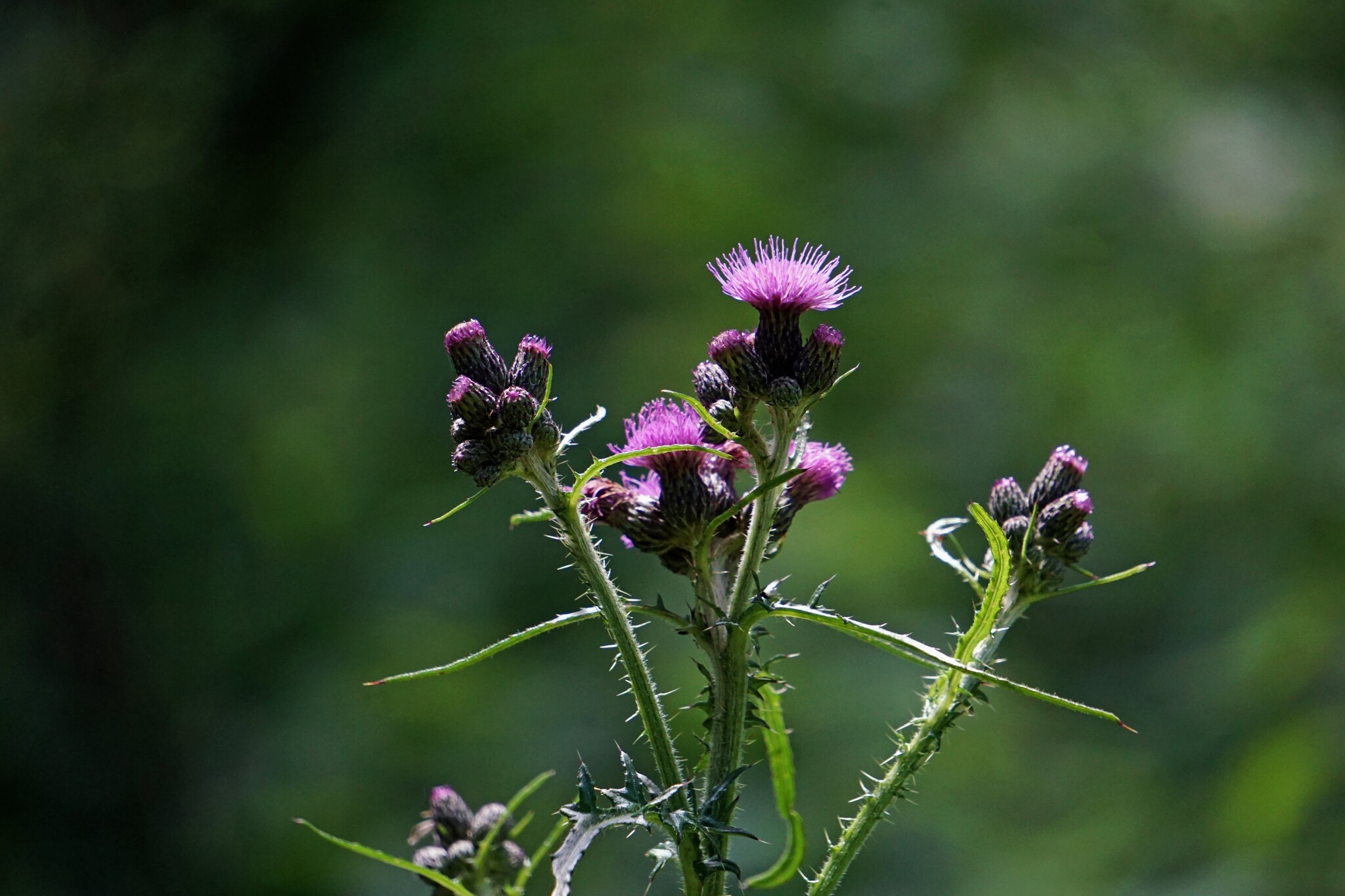 Distel
