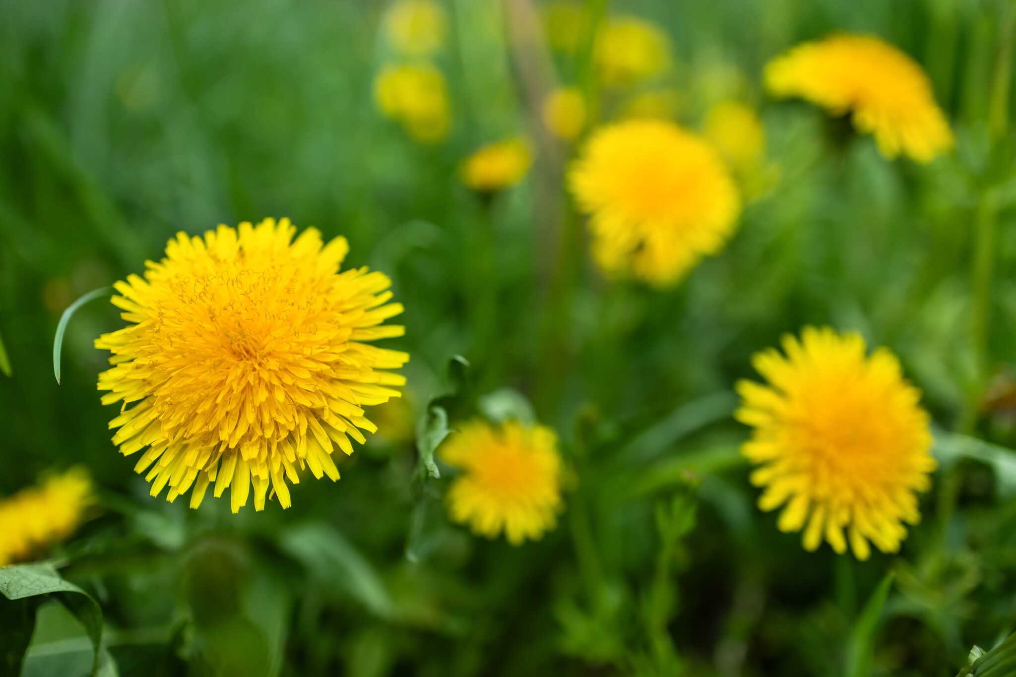 paardenbloem